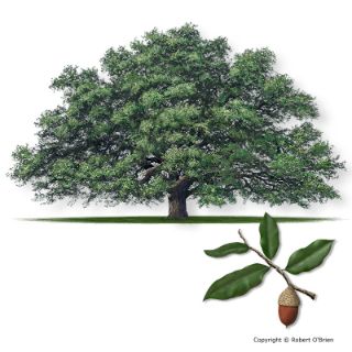 Fire Restoration Live Oak Texas